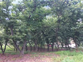 손 무현님의 기타작물 · 영농일지 작성글 사진