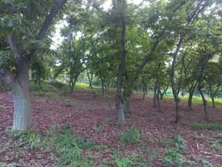 손 무현님의 기타작물 · 영농일지 작성글 사진