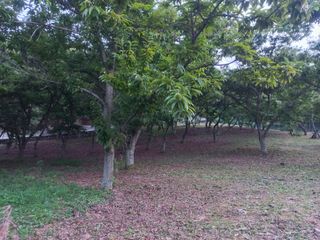 손 무현님의 기타작물 · 영농일지 작성글 사진