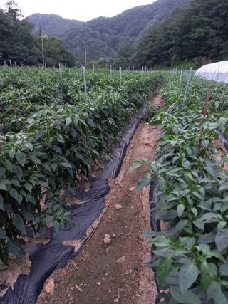 배추19087님의 고추 · 영농일지 작성글 사진