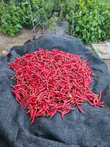 팜모닝 고추·영농일지 게시글 이미지