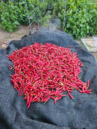 창호리초보농부님의 고추 · 영농일지 작성글 사진