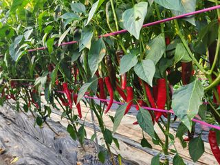 즐거운 하루 되세요님의 고추 · 영농일지 작성글 사진