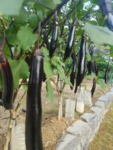 팜모닝 자유주제·자유게시판 게시글 이미지