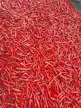 팜모닝 고추·영농일지 게시글 이미지