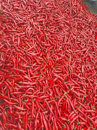 김종환님의 고추 · 영농일지 작성글 사진