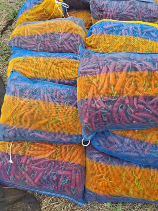 김종환님의 고추 · 영농일지 작성글 사진