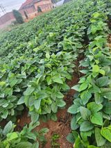 팜모닝 콩·영농일지 게시글 이미지