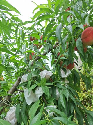 욕심내지말자님의 복숭아 · 자유게시판 작성글 사진