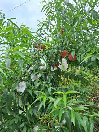 욕심내지말자님의 복숭아 · 자유게시판 작성글 사진