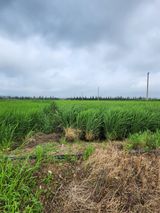 팜모닝 벼·영농일지 게시글 이미지