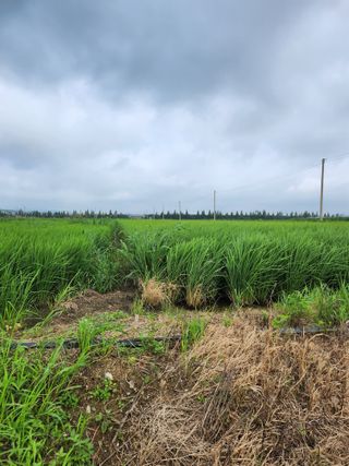 강시훈님의 벼 · 영농일지 작성글 사진