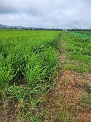 강시훈님의 벼 · 영농일지 작성글 사진