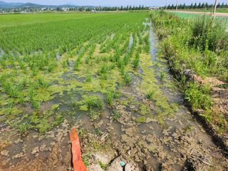 강시훈님의 벼 · 영농일지 작성글 사진