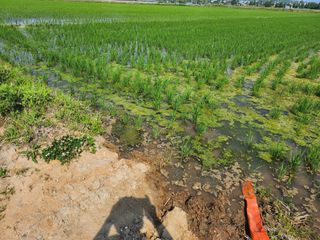 강시훈님의 벼 · 영농일지 작성글 사진