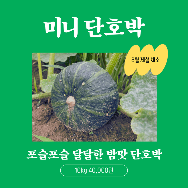 장터 상품 [미니 단호박 10kg] 썸네일