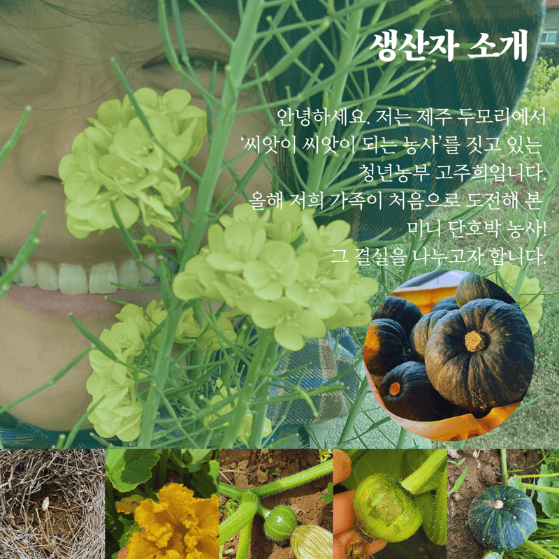 고주희님의 장터 판매 상품 [미니 단호박 10kg] 첨부 사진