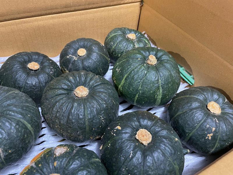 고주희님의 장터 판매 상품 [미니 단호박 10kg] 첨부 사진