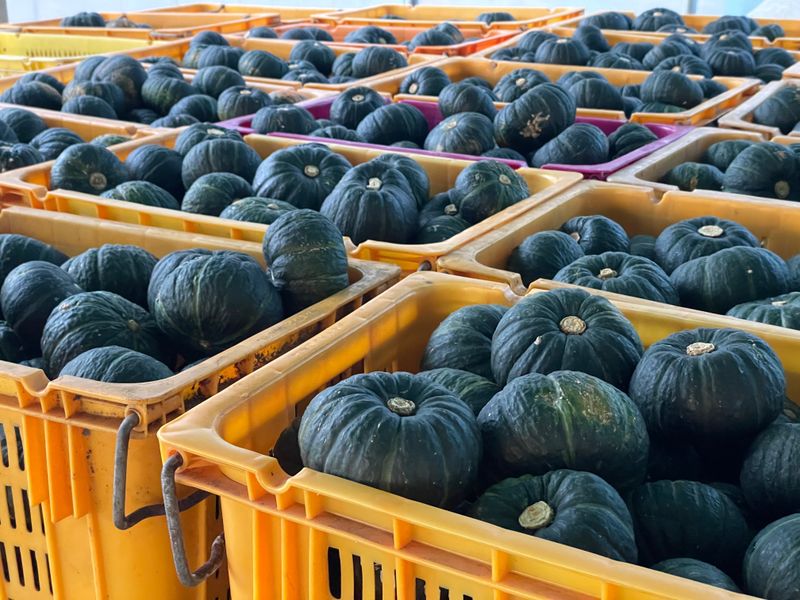 고주희님의 장터 판매 상품 [미니 단호박 10kg] 첨부 사진