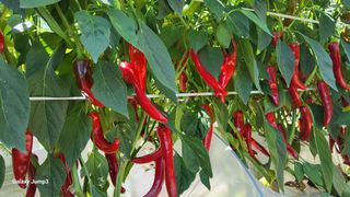 고창복분자님의 고추 · 영농일지 작성글 사진