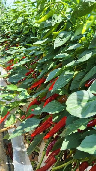 고창복분자님의 고추 · 영농일지 작성글 사진