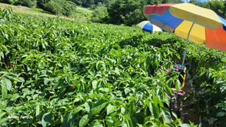 고창복분자님의 고추 · 영농일지 작성글 사진