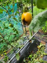 팜모닝 토마토·병해충상담 게시글 이미지