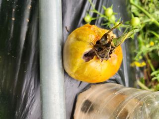 장인석님의 토마토 · 병해충상담 작성글 사진