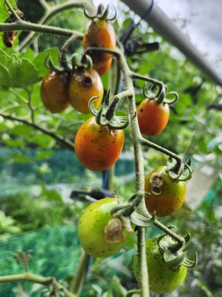 장인석님의 토마토 · 병해충상담 작성글 사진