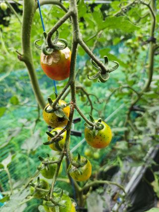 장인석님의 토마토 · 병해충상담 작성글 사진