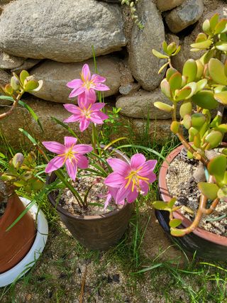 농촌환경을살리는사람님의 팜모닝 · 출석 작성글 사진