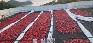 고추농사 정 미라님의 자유주제 · 자유게시판 작성글 사진