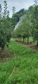 팜모닝 사과·영농일지 게시글 이미지