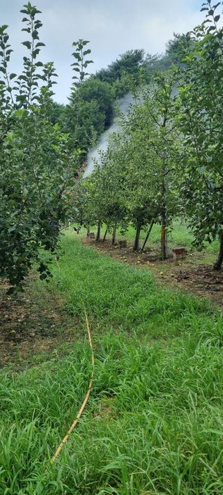 애플사랑님의 사과 · 영농일지 작성글 사진