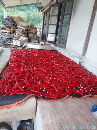 황대헌님의 고추 · 영농일지 작성글 사진