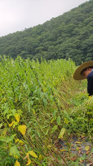 예진농산물님의 참깨 · 영농일지 작성글 사진