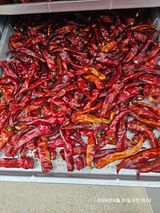 팜모닝 고추·영농일지 게시글 이미지