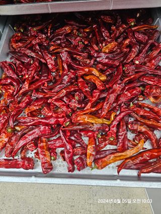 e 편한생활님의 고추 · 영농일지 작성글 사진