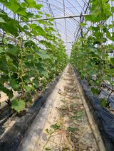 팜모닝 자유주제·자유게시판 게시글 이미지