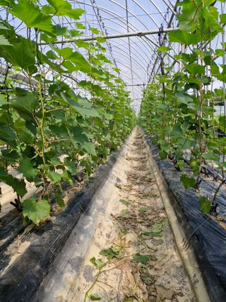 우정농원님의 자유주제 · 자유게시판 작성글 사진