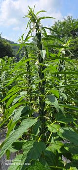 팜모닝 참깨·영농일지 게시글 이미지