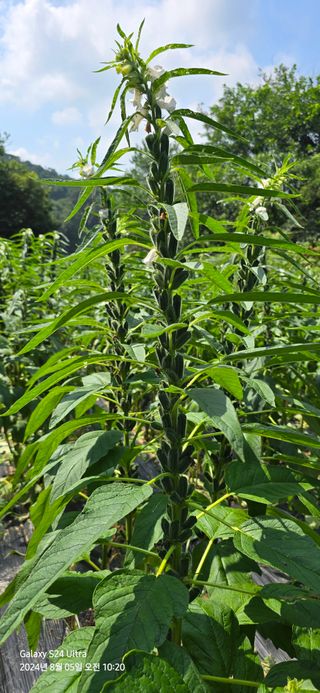 미우리님의 참깨 · 영농일지 작성글 사진