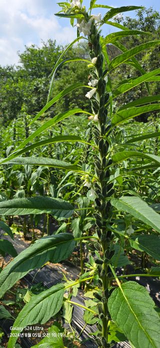 미우리님의 참깨 · 영농일지 작성글 사진