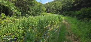 미우리님의 참깨 · 영농일지 작성글 사진