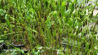 이종선님의 들깨 · 병해충상담 작성글 사진