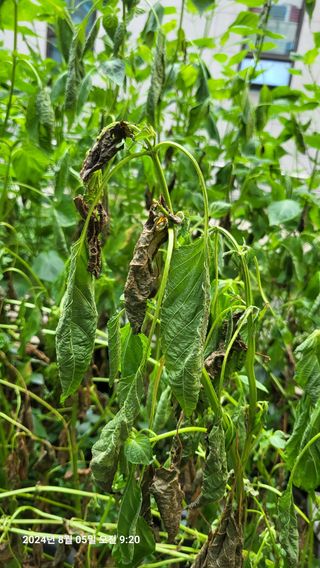 이종선님의 들깨 · 병해충상담 작성글 사진