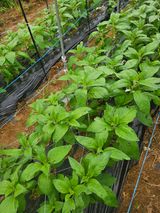 팜모닝 요즘 무엇에 관심있나요?·참여글 게시글 이미지