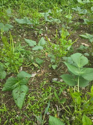 farmer님의 자유주제 · 자유게시판 작성글 사진