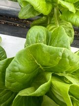 팜모닝 상추·병해충상담 게시글 이미지