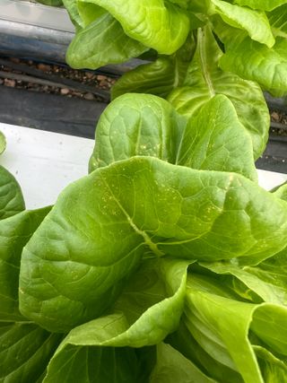 지용진님의 상추 · 병해충상담 작성글 사진